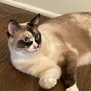 Meet your Posher, Ella